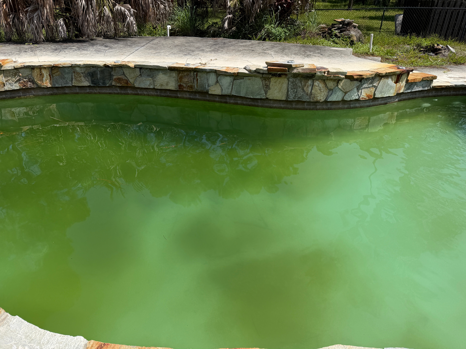 Green algae-filled pool before Bluguard treatment